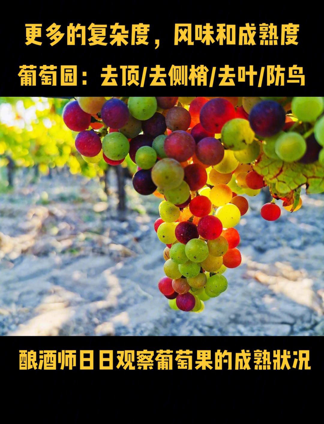 关于苹果和葡萄的差异，少数人意识到的的信息